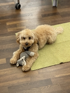 Sunny - Our miniature poodle 4