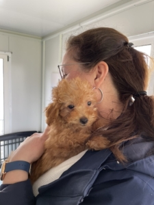 Sunny - Our miniature poodle 2