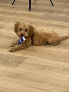 Sunny - Our miniature poodle 3